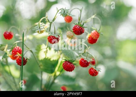 Wild strawberry bush with tasty ripe red berries and green leaves grow in green grass in wild meadow. Copy space. Macro. Stock Photo
