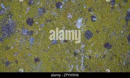 Mossy old concrete. Green moss on the stone. Concrete wall covered with green moss and gray lichens. Humid climate Stock Photo