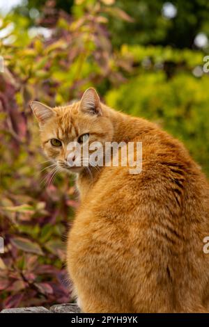 red haired cat in a garden Stock Photo