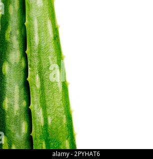 Closeup of aloe vera plant isolated over white background. Stock Photo