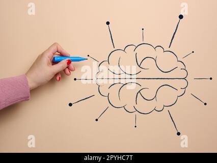 Human brain drawn with marker, concept of learning artificial intelligence by adding information Stock Photo