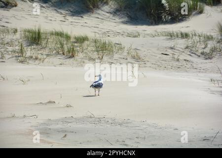 Gull  in the sandy dunes with beach oat Stock Photo