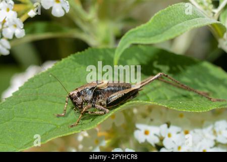Brown grasshopper on leaf Stock Photo