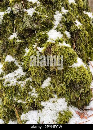 landscape in a winter forest, green moss on a tree Stock Photo