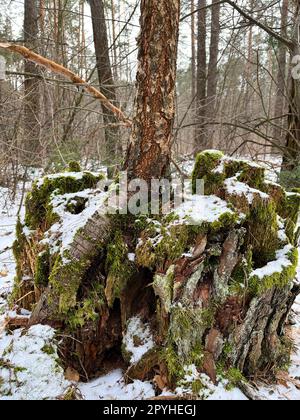 in winter, there is a pine tree with roots covered with moss in the forest Stock Photo