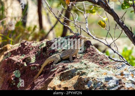 Dumeril's Madagascar Swift, Oplurus quadrimaculatus, Isalo National Park. Madagascar wildlife Stock Photo