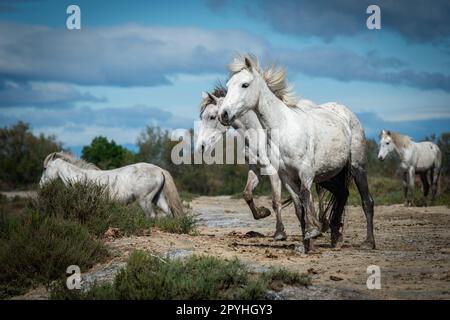 Herd of white horses are taking time on the beach. Image taken in Camargue, France. Stock Photo