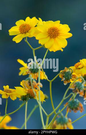 Brittlebush along Puerto Blanco Drive, Organ Pipe Cactus National Monument, Arizona Stock Photo