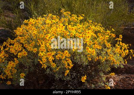 Brittlebush along Red Tanks Tinaja Trail, Organ Pipe Cactus National Monument, Arizona Stock Photo