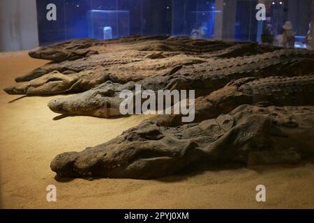 Mummified crocodiles in the crocodile museum at Kom Ombo in Egypt Stock Photo