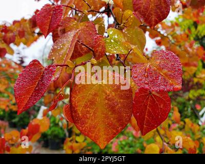 Close up of the bright American Redbud Flame Thrower leaves Stock Photo