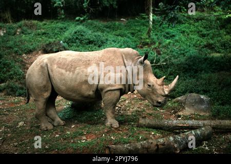 A white rhinoceros (Ceratotherium simum, square-lipped rhinoceros) at Taman Safari (Safari Park) in Cisarua, Bogor, West Java, Indonesia. Stock Photo