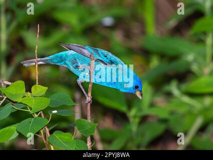 Male Indigo Bunting (Passerina cyanea) close up Stock Photo