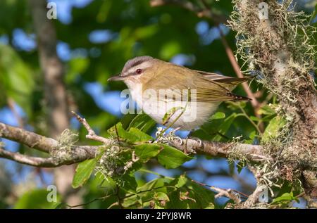 The red-eyed vireo (Vireo olivaceus) Stock Photo
