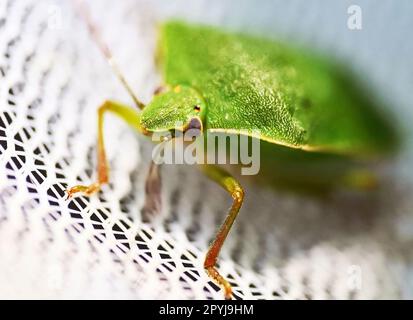 Karlsruhe, Germany. 21st Apr, 2023. A live green rice bug (Nezara viridula), photographed at the Agricultural Technology Center Augustenberg (LTZ). Credit: Uli Deck/dpa/Alamy Live News Stock Photo