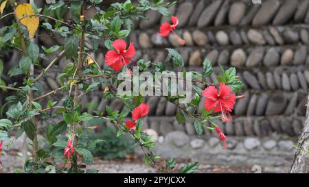 red flowers on a park ground Stock Photo