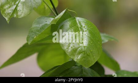 close up of a water drops on leaves Stock Photo