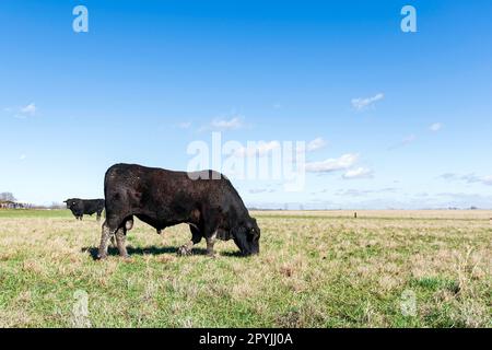 A large black bull grazes in a wintertime pasture in Alabama in the foreground with another bull visible in the background - with negative space. Stock Photo