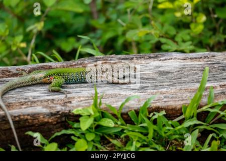 Small colorful lizard on an old tree stump on green ground Stock Photo