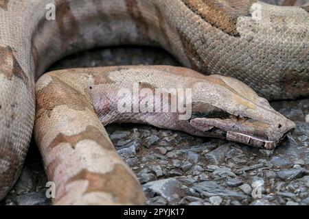 Close-up of a Boa constrictor looped on a tarred road, Pantanal Wetlands, Mato Grosso, Brazil Stock Photo