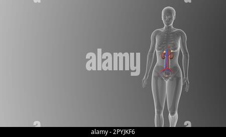 Visualizing the female Urinary system medical concept on black background Stock Photo