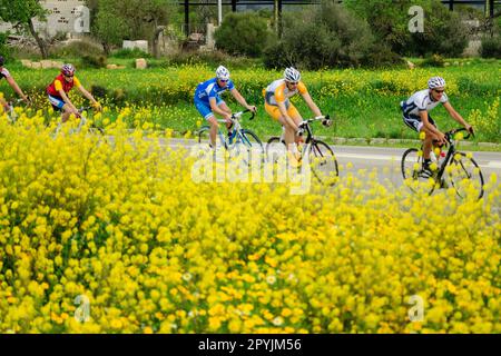 ciclistas entre cultivos de colza -Brassica napus-, carretera de Algaida, llucmajor, mallorca, islas baleares, españa, europa Stock Photo