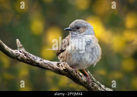 A close up portrait of a dunnock, prunella modularis, also known as a hedge sparrow. the background is out of focus yellow gorse Stock Photo