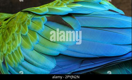 Close-up of green and blue bird feathers of Red and Green Macaw, exotic natural textured background in red, green and blue, Chapada dos Guimarães, Mat Stock Photo