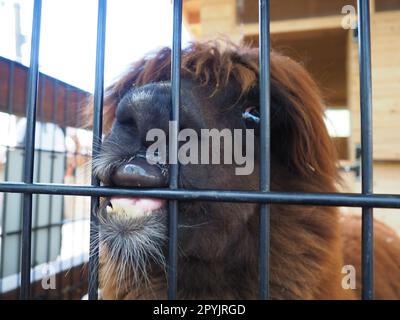 Alpaca, alpac Vicugna pacos is a domestic callous animal, descended from vicuna or vigoni. Animal with thick brown fur shows teeth and gnaws at the fence Stock Photo