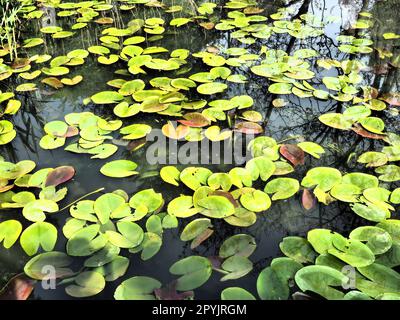 Water lily leaves, known as lily pads. Large cracked and yellow leaves of an aquatic plant on the surface of a pond or swamp. Water lily, or Nymphaean Nymphaeaceae - family of flowering plants Stock Photo