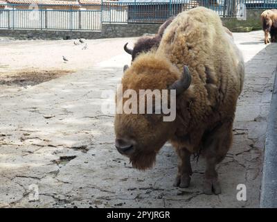 Bison, or American bison, is a species of cloven-hoofed mammals from the tribe of bulls of the bovine family. Bison breathes, blinks and wiggles his ears Stock Photo