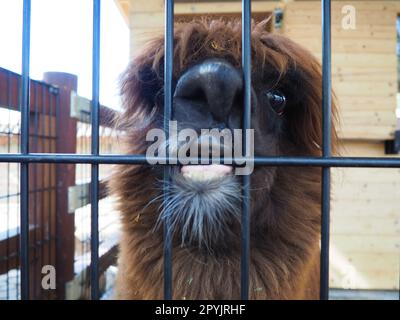 Alpaca, alpac Vicugna pacos is a domestic callous animal, descended from vicuna or vigoni. Animal with thick brown fur shows teeth and gnaws at the fence Stock Photo