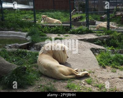 albino white lions rest. Lion Panthera leo is a species of carnivorous mammals, one of representatives of the genus Panther, a subfamily of big cat Pantherinae in the feline family Felidae Stock Photo