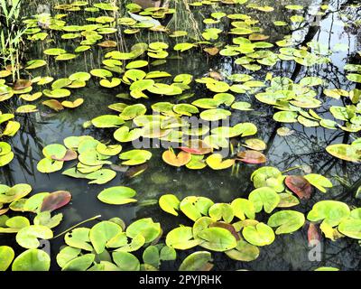 Water lily leaves, known as lily pads. Large cracked and yellow leaves of an aquatic plant on the surface of a pond or swamp. Water lily, or Nymphaean Nymphaeaceae - family of flowering plants Stock Photo