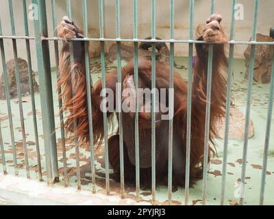 sad orangutan behind bars. Orangutans, orang utan - forest man, Pongo - genus of arboreal apes, one of the closest to humans in DNA homology Stock Photo