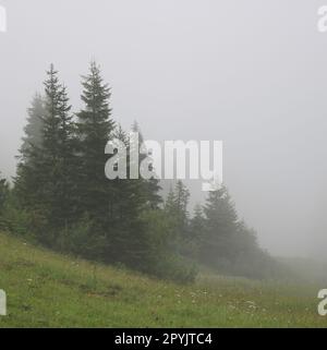 Scene in the Saanenland Valley, Switzerland. Mountain forest on a fogy summer day. Stock Photo