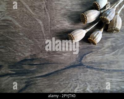 Background with dry poppy heads Stock Photo