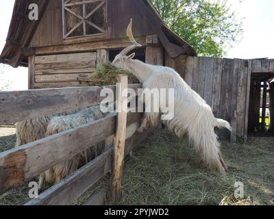 The domestic goat is Capra hircus, a species of artiodactyls from the genus Capra mountain goats of the bovine family. The goat stands on its hind hooves and eats hay over a wooden fence. Sheep graze Stock Photo