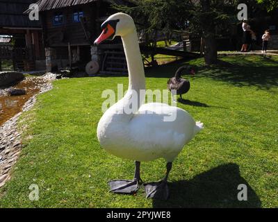 White swan on green grass in summer afternoon. Stanisici, Bijelina, Republika Srpska, Bosnia and Herzegovina. Fauna of Europe. Stock Photo