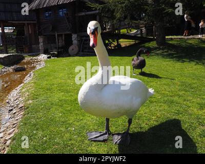 White swan on green grass in summer afternoon. Stanisici, Bijelina, Republika Srpska, Bosnia and Herzegovina. Fauna of Europe. Stock Photo