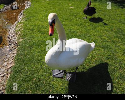 White swan on green grass in summer afternoon. Stanisici, Bijelina, Republika Srpska, Bosnia and Herzegovina. Fauna of Europe. Stock Photo