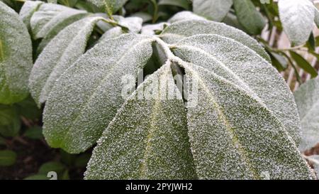 Beautiful large green leaves with white hoarfrost on the surface. Frozen water crystals. Ficus tree or evergreen shrub plant photographed at high humidity in frosty weather Stock Photo