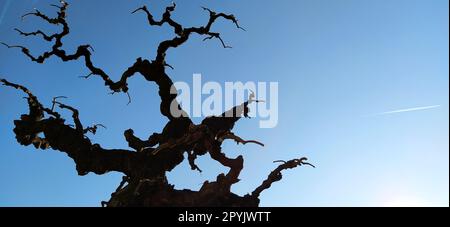 Silhouette of a tree without leaves on a background of blue sky, sun rays and a flying plane. A clear sky shows a trace of jet fuel in the form of a white strip. Bonsai in Kalemegdan, Belgrade, Serbia Stock Photo