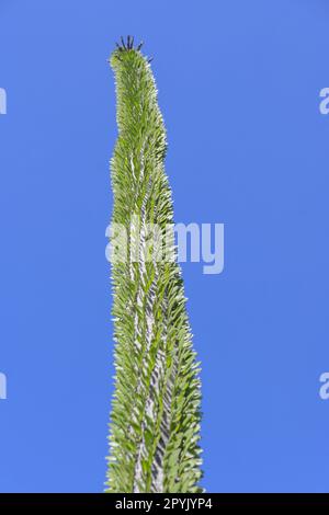 Alluaudia procera, or Madagascar ocotillo, is a deciduous succulent plant species of the family Didiereaceae Stock Photo