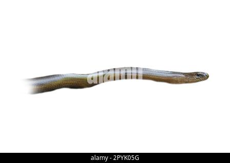 Slow worm cropped. Head and part of the body of the reptile. For further composing. Stock Photo