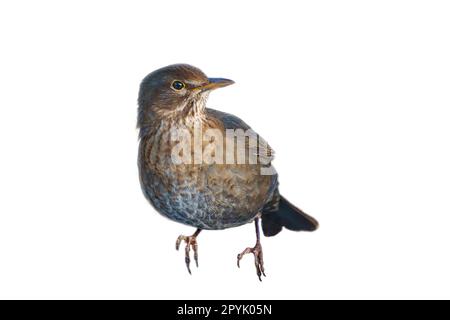 Bird thrush cropped. To use composing. Isolated animal. Brown feathers. Animal Stock Photo