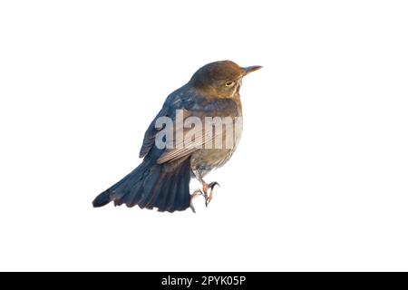Bird thrush cropped. To use composing. Isolated animal. Brown feathers. Animal Stock Photo