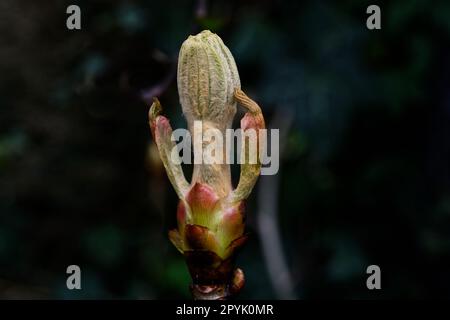 close up of opening bud of a horse chestnut Stock Photo