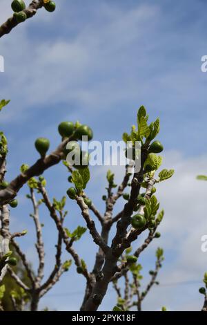 the first delicate fig leaves and small figs on a fig tree, Alicante Province, Costa Blanca, Spain Stock Photo