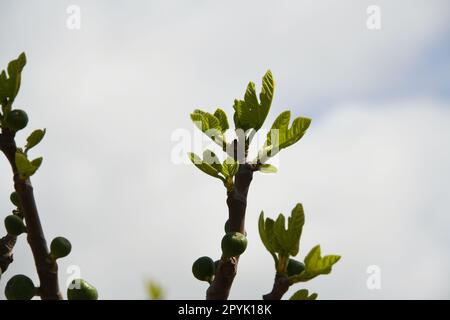the first delicate fig leaves and small figs on a fig tree, Alicante Province, Costa Blanca, Spain Stock Photo